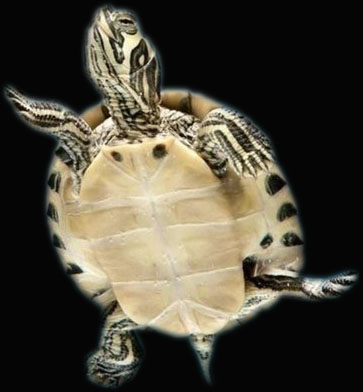 Контрольная №2. ВЫРЕЗАЕМ ОБЪЕКТ