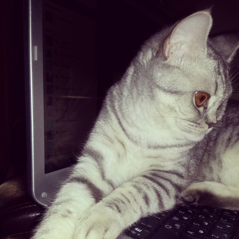 где посоветуете Кастрировать кошку? СПб