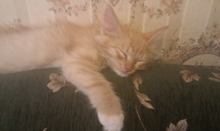 Что-то подумала, что нашего любимца никогда не показывала:)