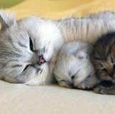 Дорогая Катюша - "Черная кошка", с днем рождения тебя !