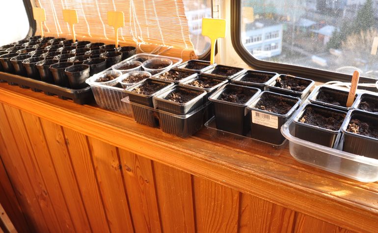 Весна на подоконнике - 3