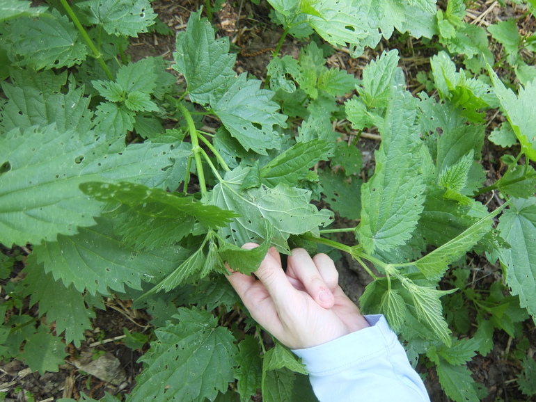 Очередная прогулка