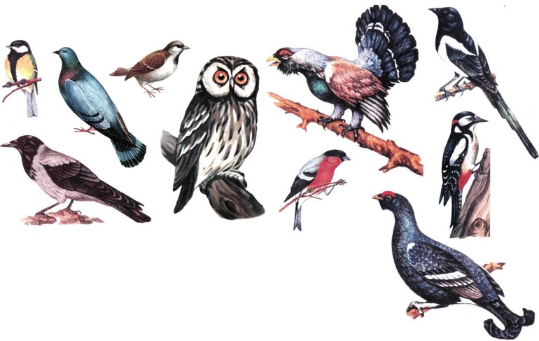 Зимующие птицы. Подборка фото и видео — 5 ответов | форум Babyblog