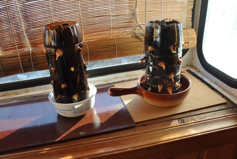 Весна на подоконнике - 3