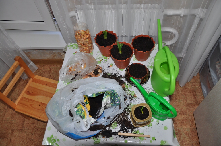 Весна на подоконнике - 3