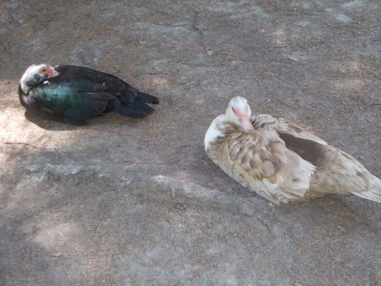 Чудесная ББ встреча)))) 24.05.2014 Шевченковский Гай.