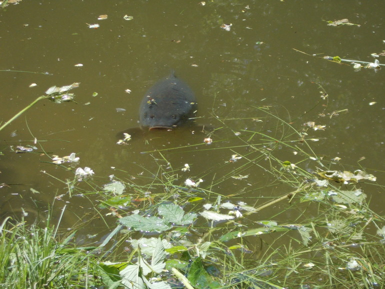 Чудесная ББ встреча)))) 24.05.2014 Шевченковский Гай.