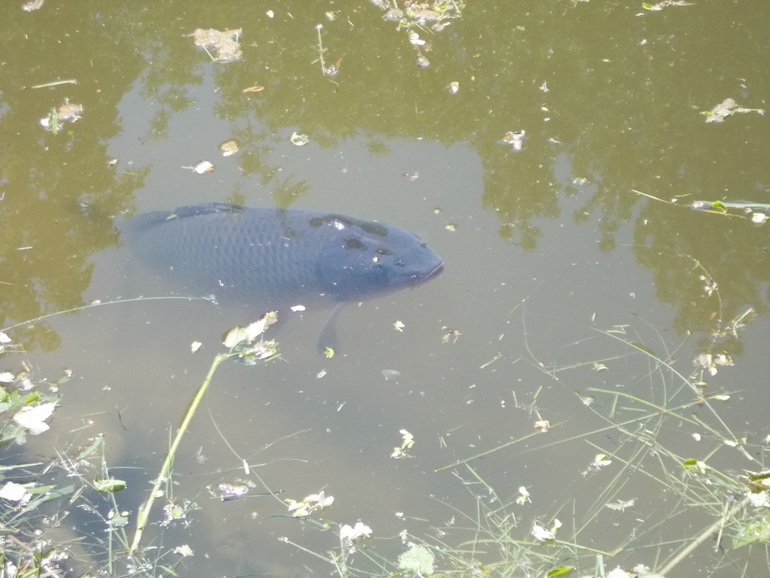 Чудесная ББ встреча)))) 24.05.2014 Шевченковский Гай.