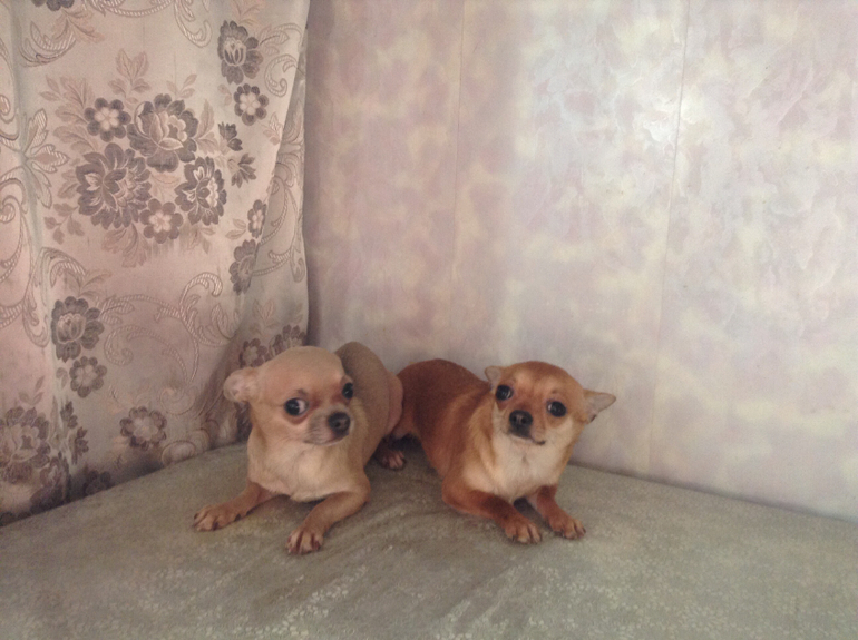 Голубая сука чихуахуа!