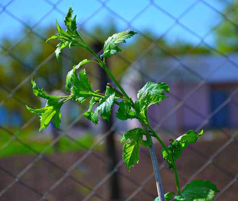 Зачем строить дом??? (с фото)