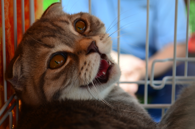 Феерверк Добра. Фотоотчет.