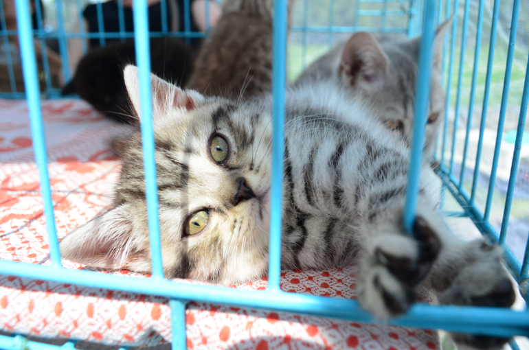 Феерверк Добра. Фотоотчет.