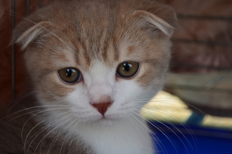 Феерверк Добра. Фотоотчет.