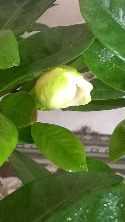 Зацвела моя гардения))))