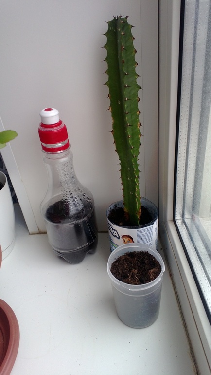 Мои цветочки / часть 1