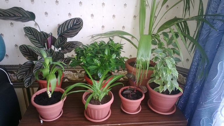 Мои цветочки / часть 1