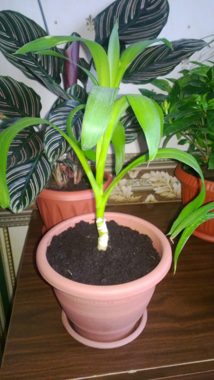 Мои цветочки / часть 1