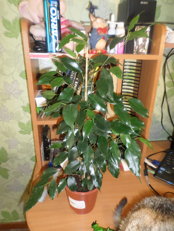 мои талисманчики)