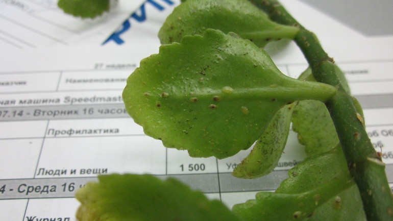 Помогите, зараза на цветочке