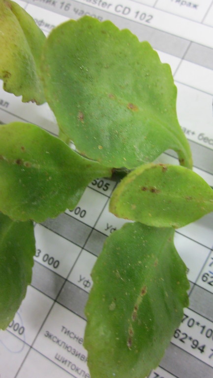 Помогите, зараза на цветочке