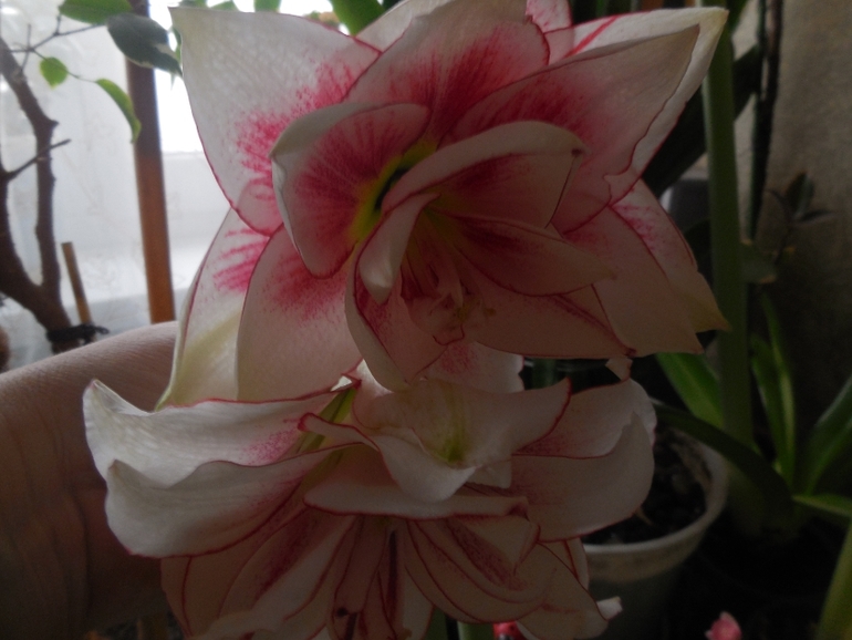 Расцвели мои красавцы