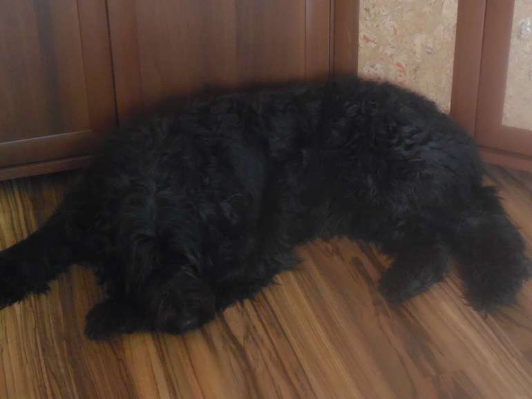 Мой зверинец