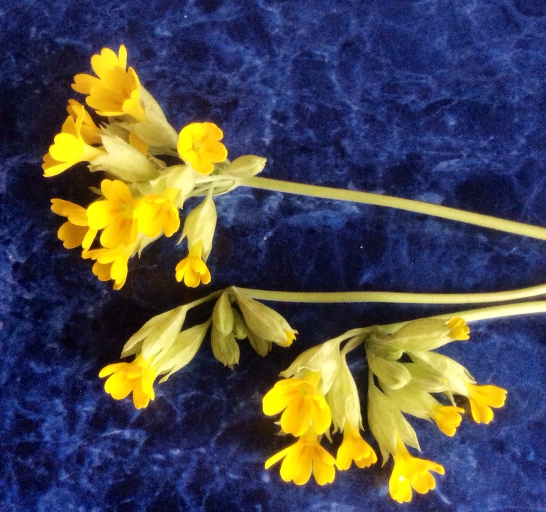 Сегодня мой сынок с прогулки принес маме цветы :)