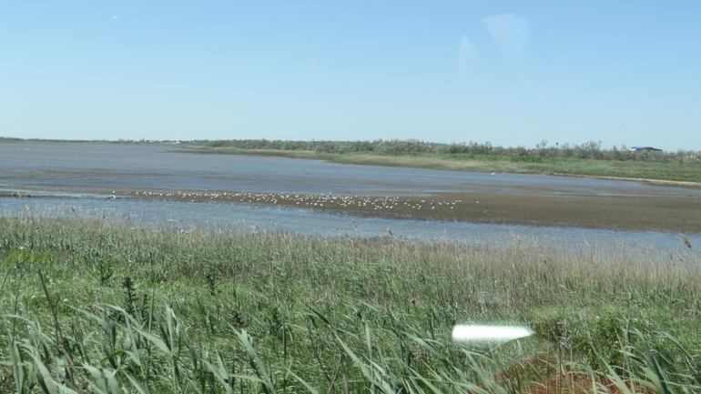 Голубицкая