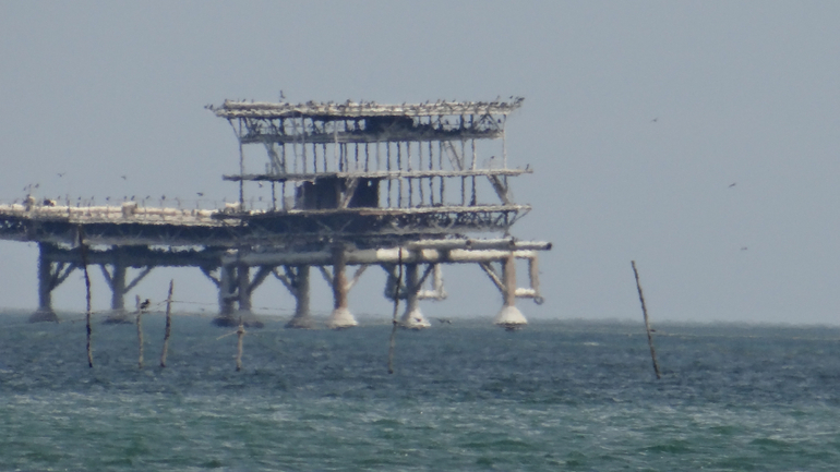 Голубицкая