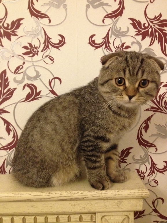 Наш Василий.