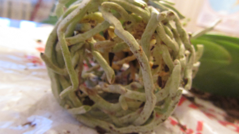 Помоги не загубить орхидею