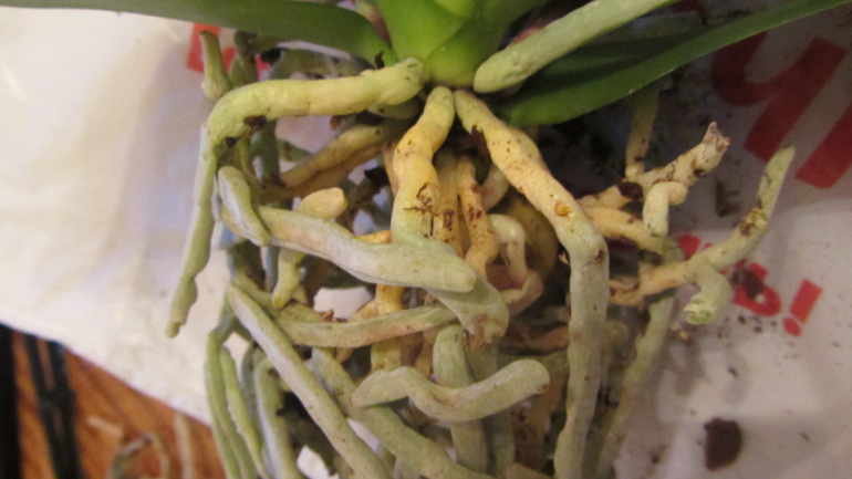 Помоги не загубить орхидею