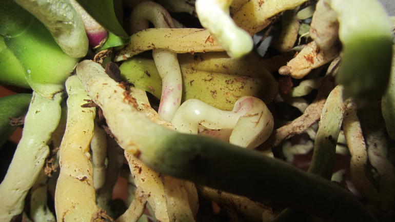 Помоги не загубить орхидею