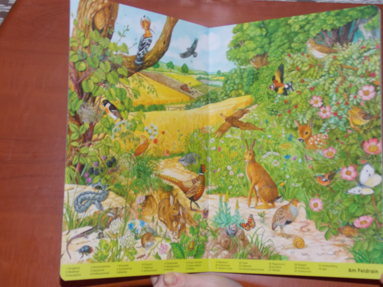 Развороты Mein großes Wimmelbuch Tiere, Anne Suess