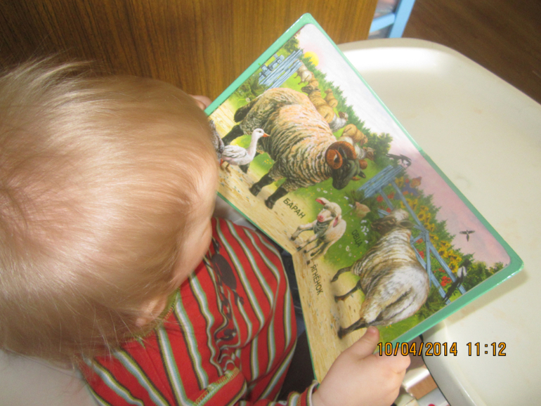 ТН "Скотный двор". День 4 - Овца