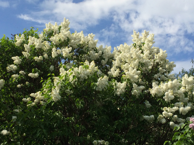 Сиреневое безумие (много фоток!!!)