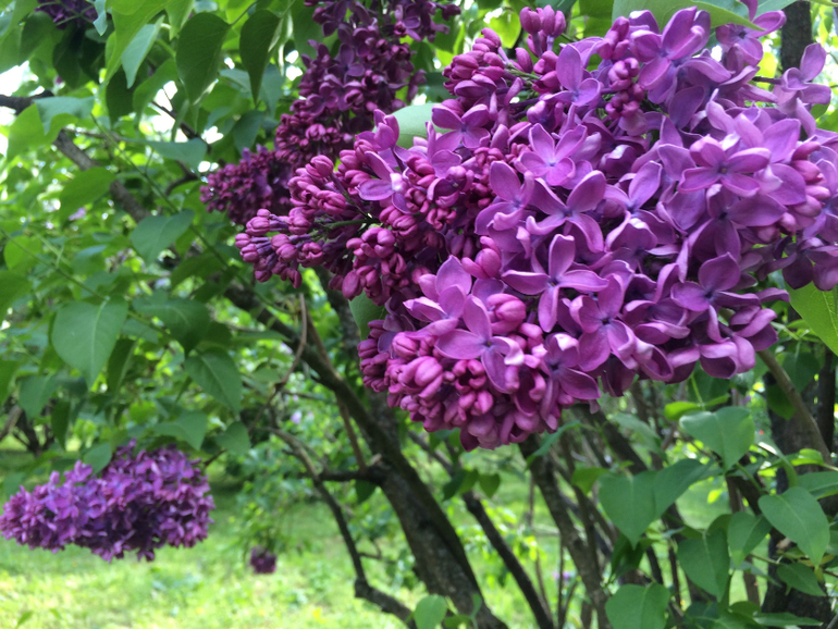 Сиреневое безумие (много фоток!!!)