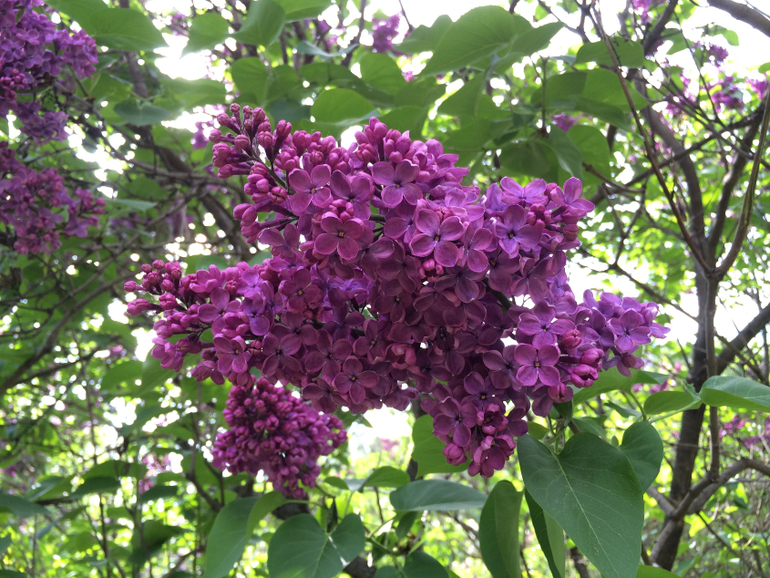 Сиреневое безумие (много фоток!!!)