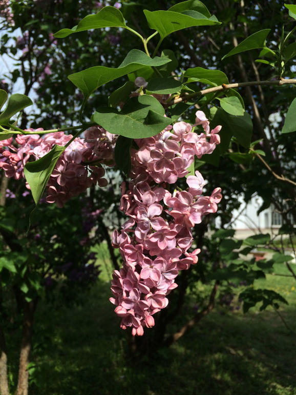 Сиреневое безумие (много фоток!!!)