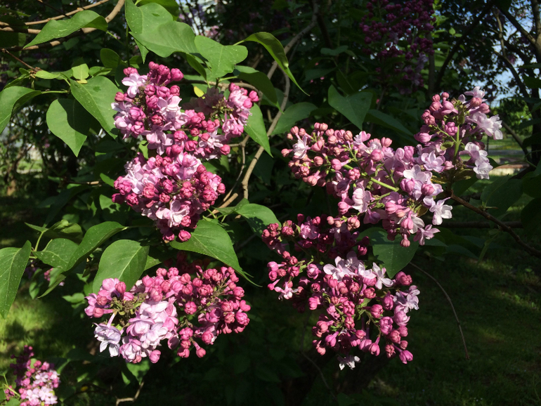 Сиреневое безумие (много фоток!!!)