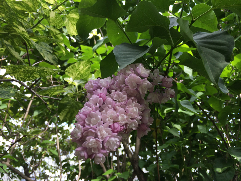 Сиреневое безумие (много фоток!!!)