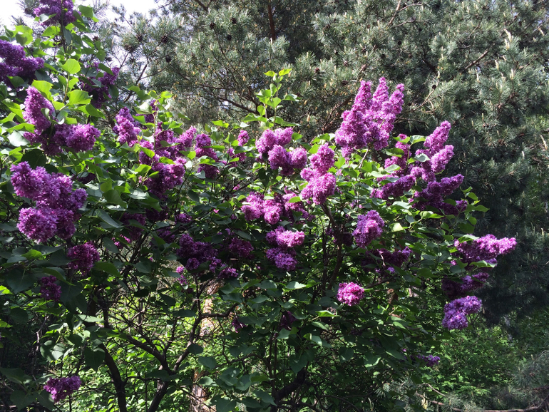 Сиреневое безумие (много фоток!!!)