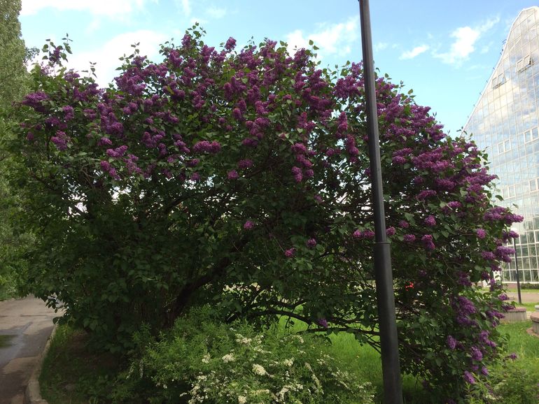 Сиреневое безумие (много фоток!!!)