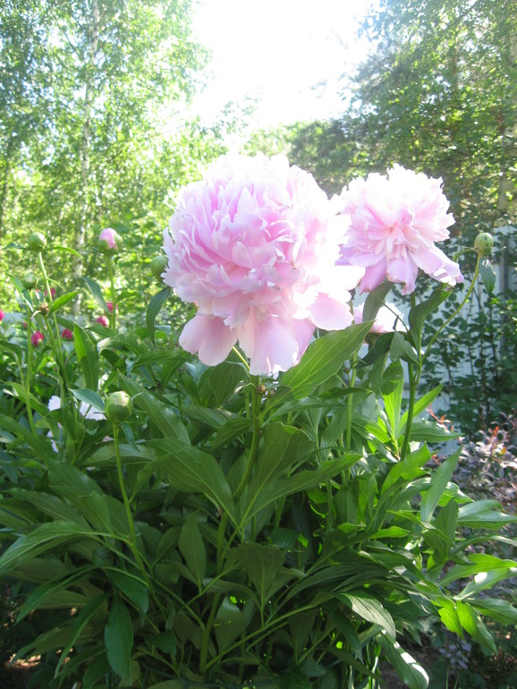 Летние, часть 1)