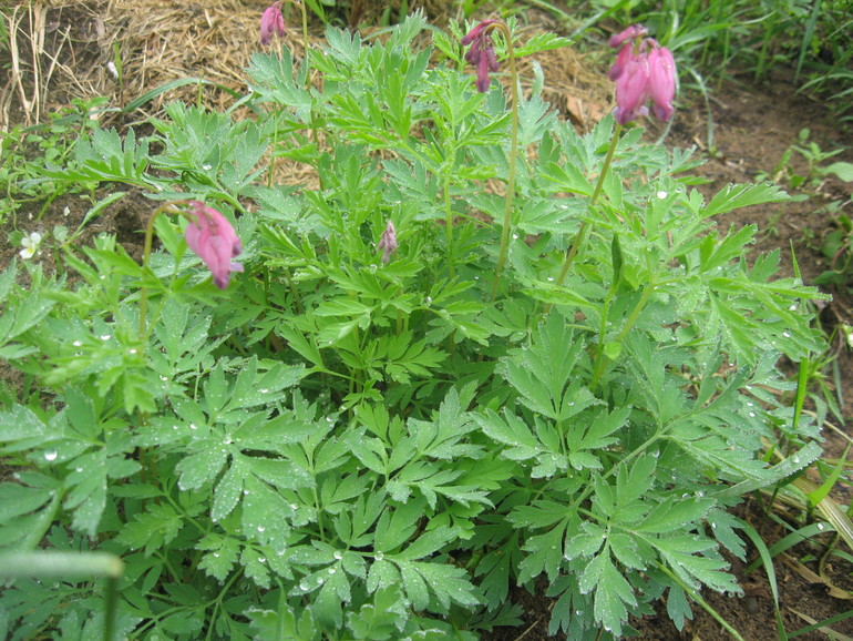 Летние, часть 1)