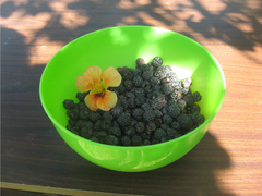 Ежемалина, сорт *Кумберленд*