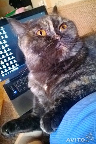 Белые и плюшевые :)