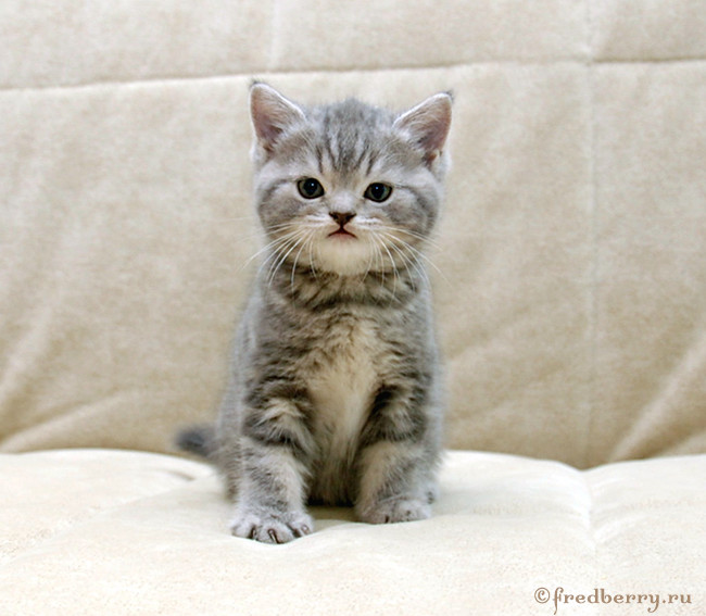 Вот такие плюшки