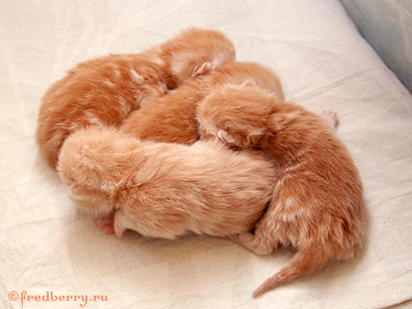 Кто просил красненьких британчиков?))