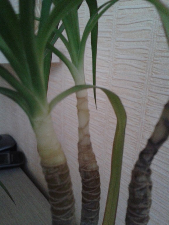 Погибает драцена